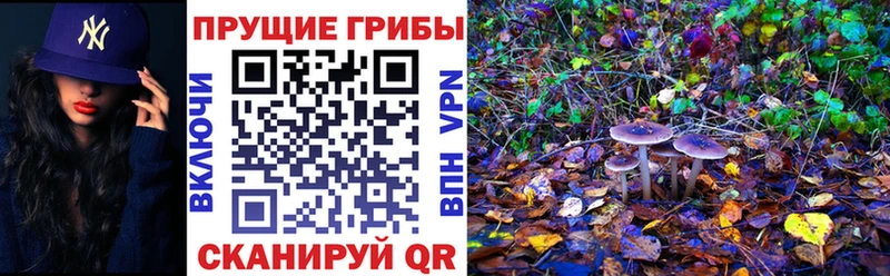 Псилоцибиновые грибы мицелий как найти наркотики Карпинск